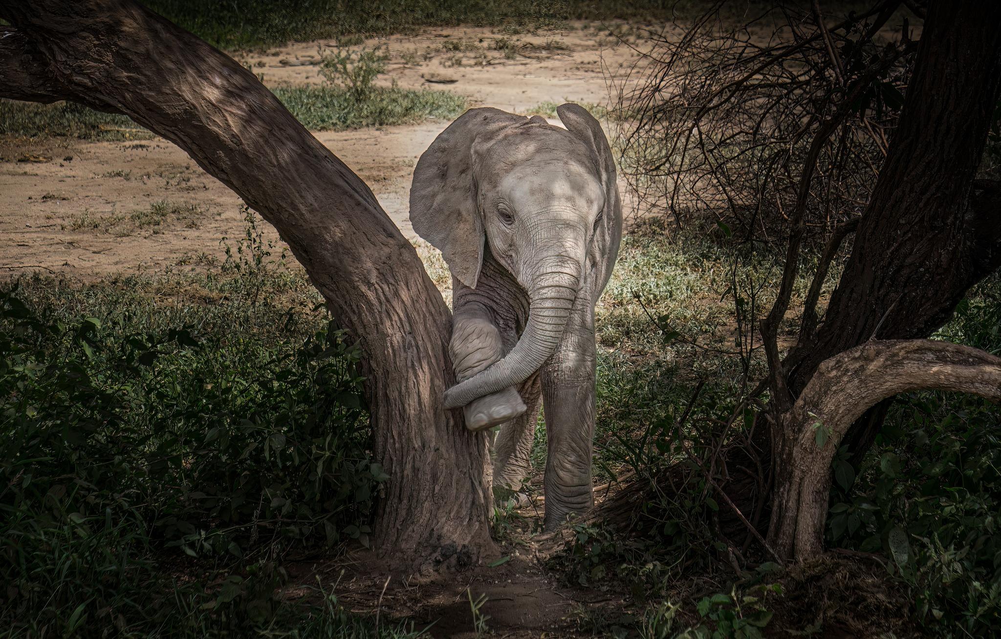 A baby elephant licking its feet